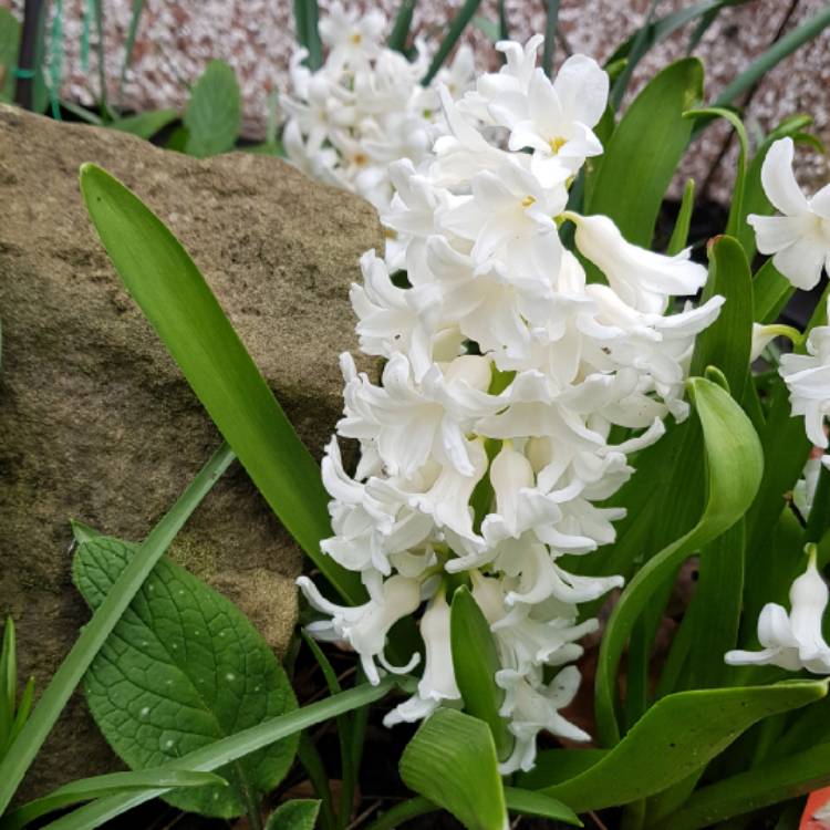 plant image 955396