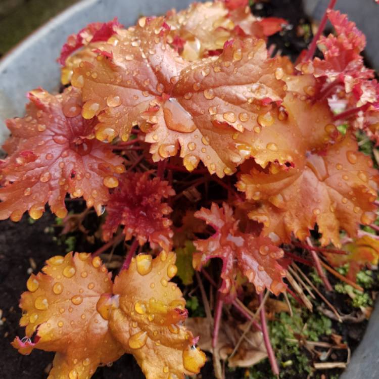 Plant image Heuchera 'Zipper'