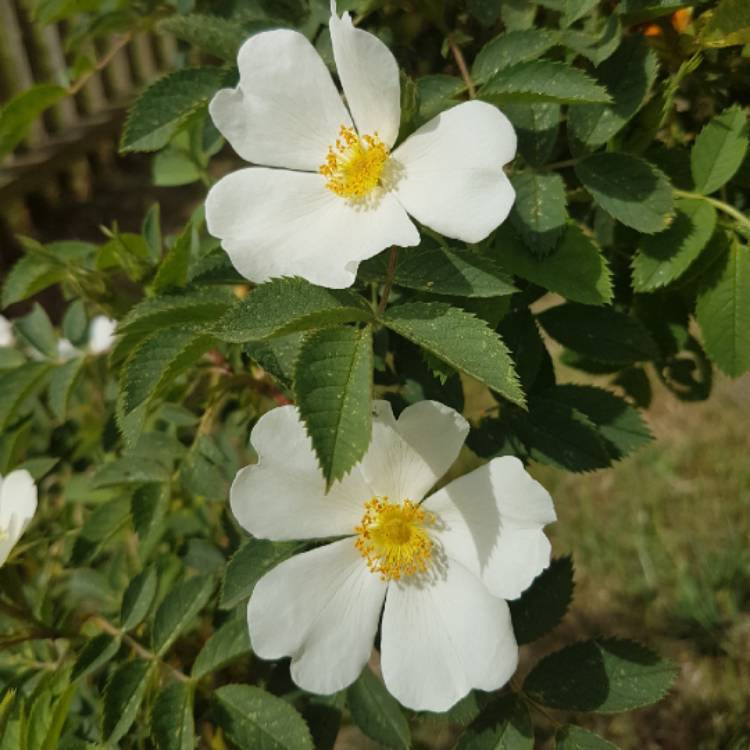 plant image 1310878