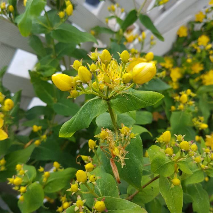 plant image 1342587