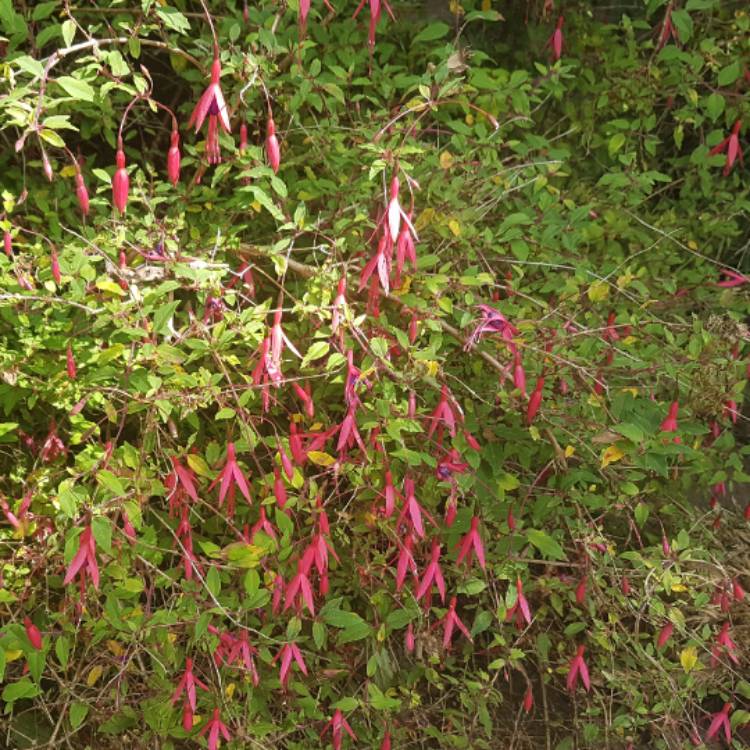 plant image 535209