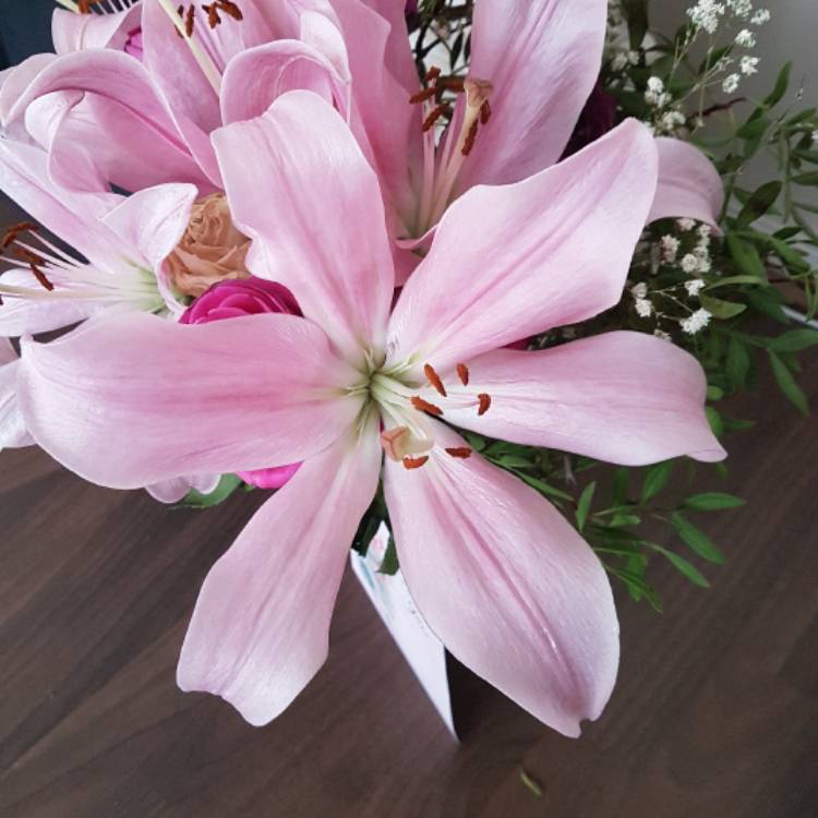 plant image 535577