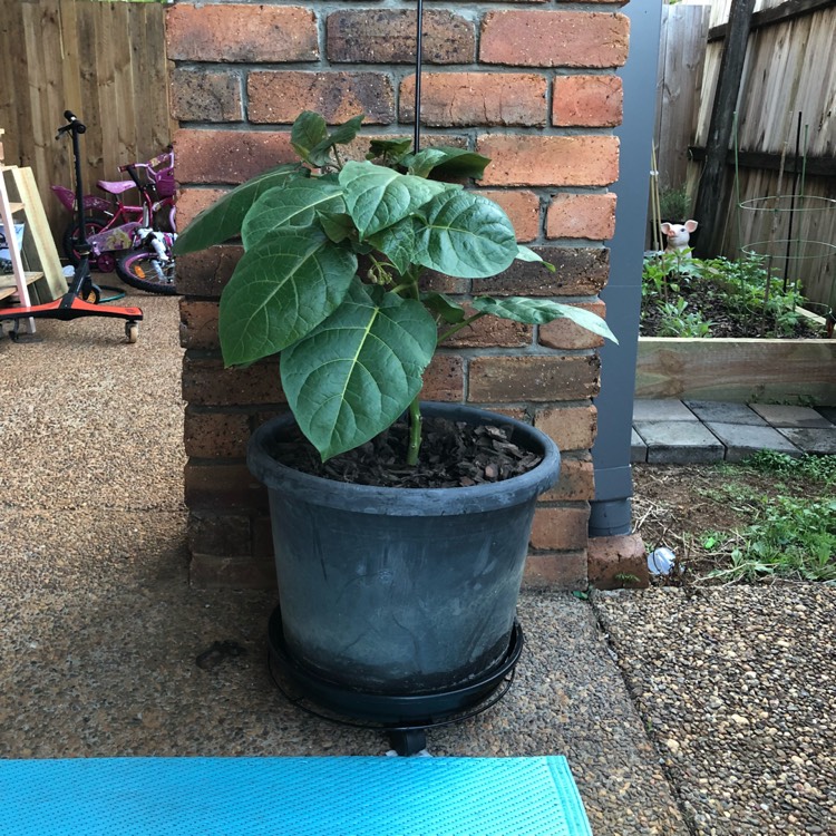 plant image 869787