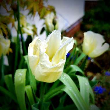 David's garden