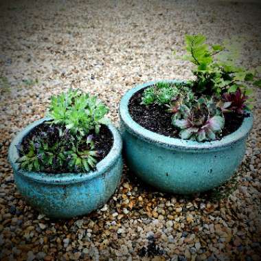 David's garden
