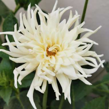 Dahlia 'Weston Spanish Dancer' (Cactus)