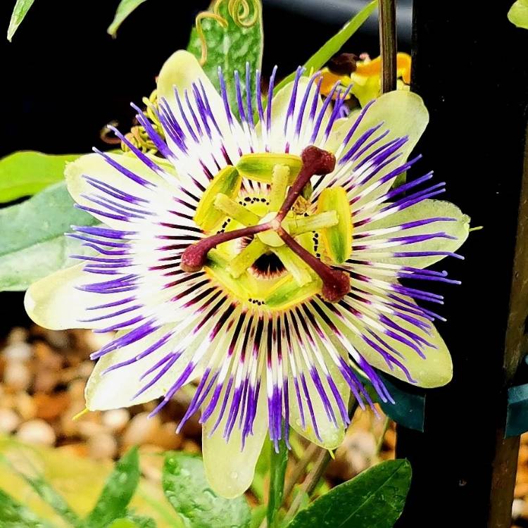 plant image 1613324