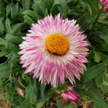 Xerochrysum bracteatum  syn. Helichrysum bracteatum, Bracteantha bracteata