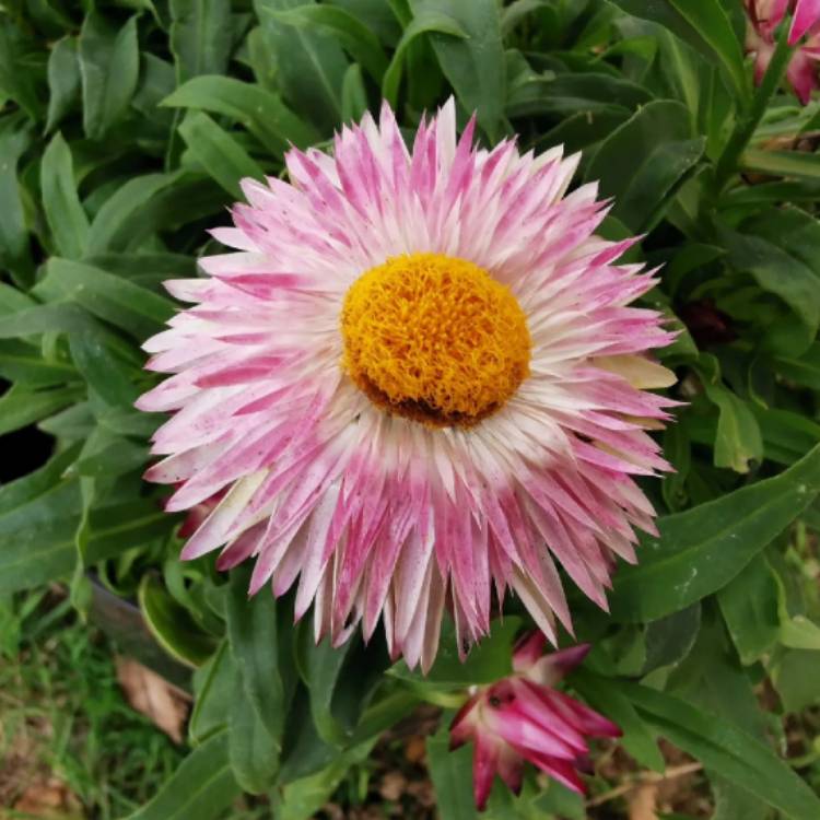 plant image 1623432