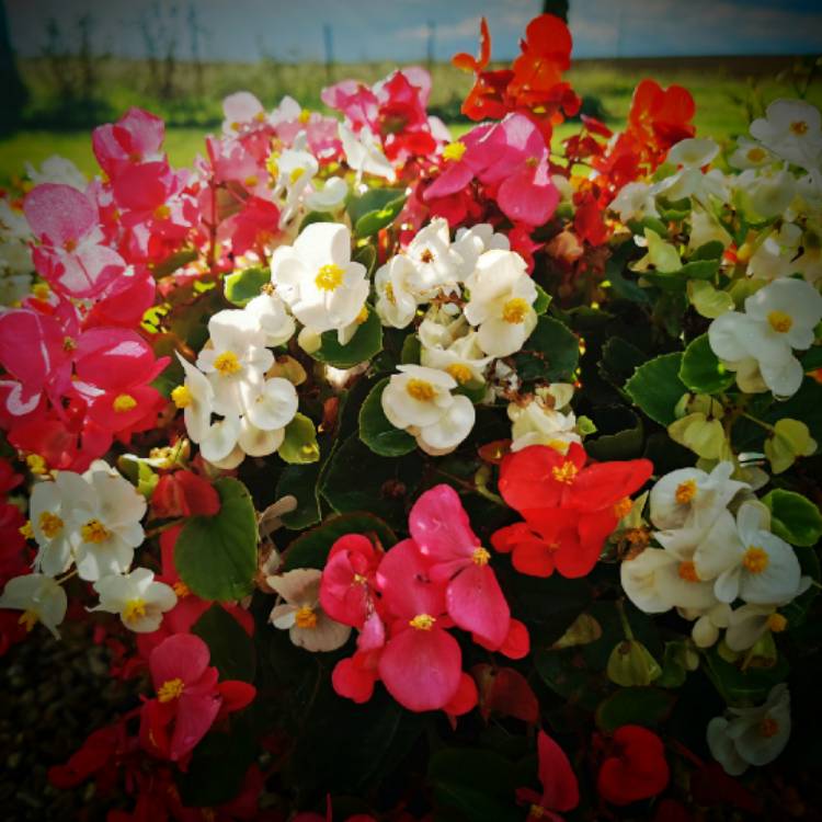 plant image 1627454