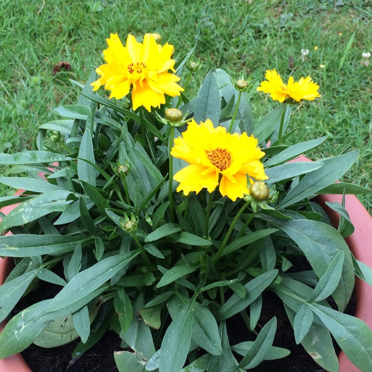 plant image 497910