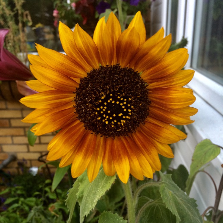 Plant image Helianthus annuus 'Black Magic'