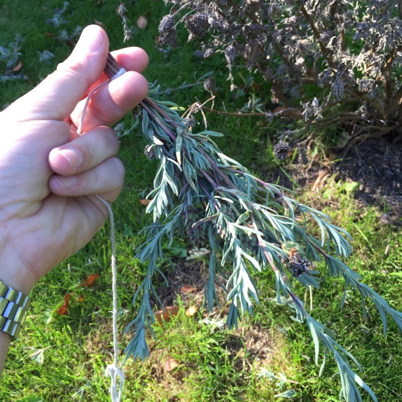 Lavandula stoechas