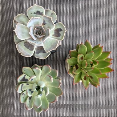 Echeveria