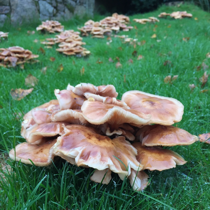 plant image 13478