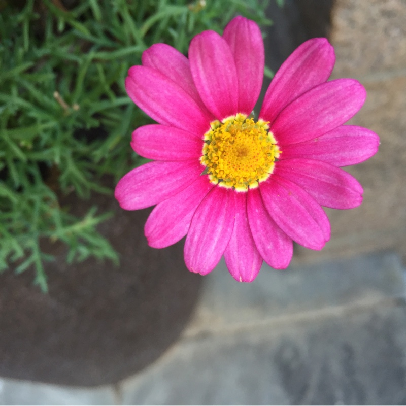 plant image 13669