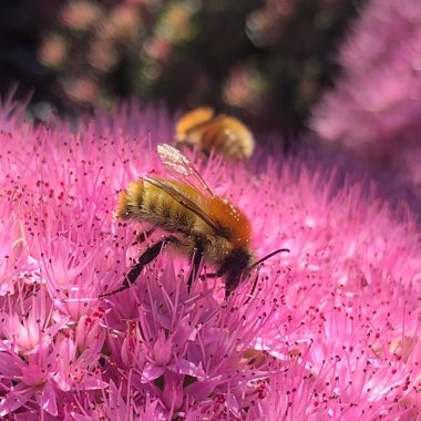 Sedum