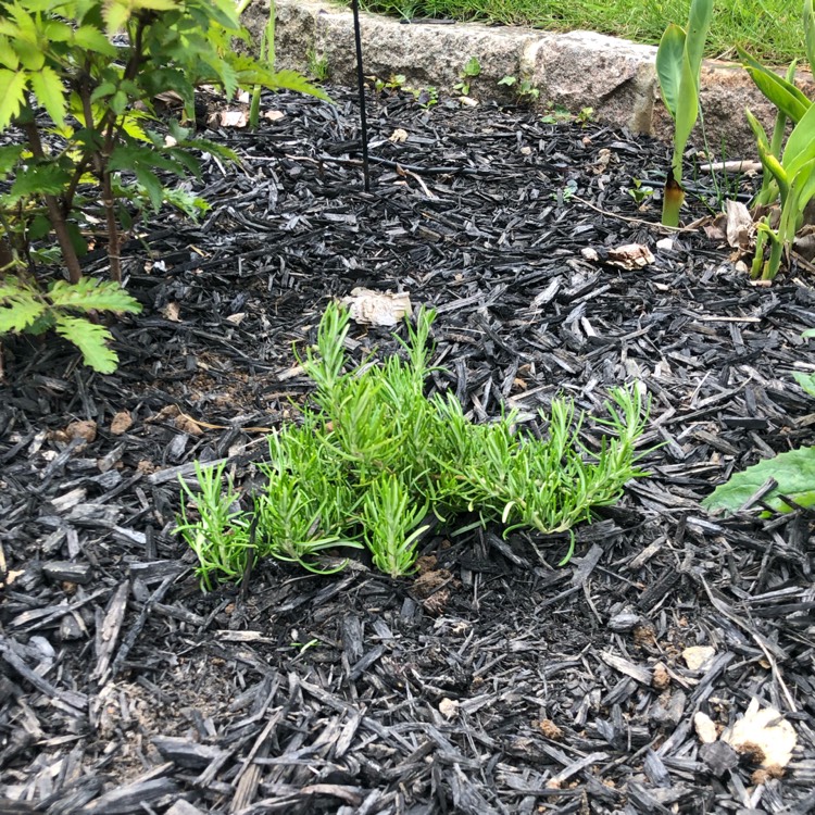 plant image 1486384