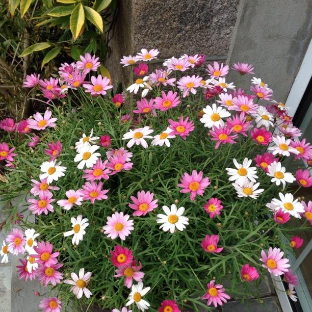 plant image 170