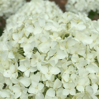 Hydrangea arborescens 'Annabelle'
