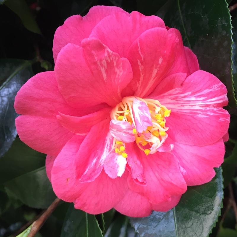 plant image 22310
