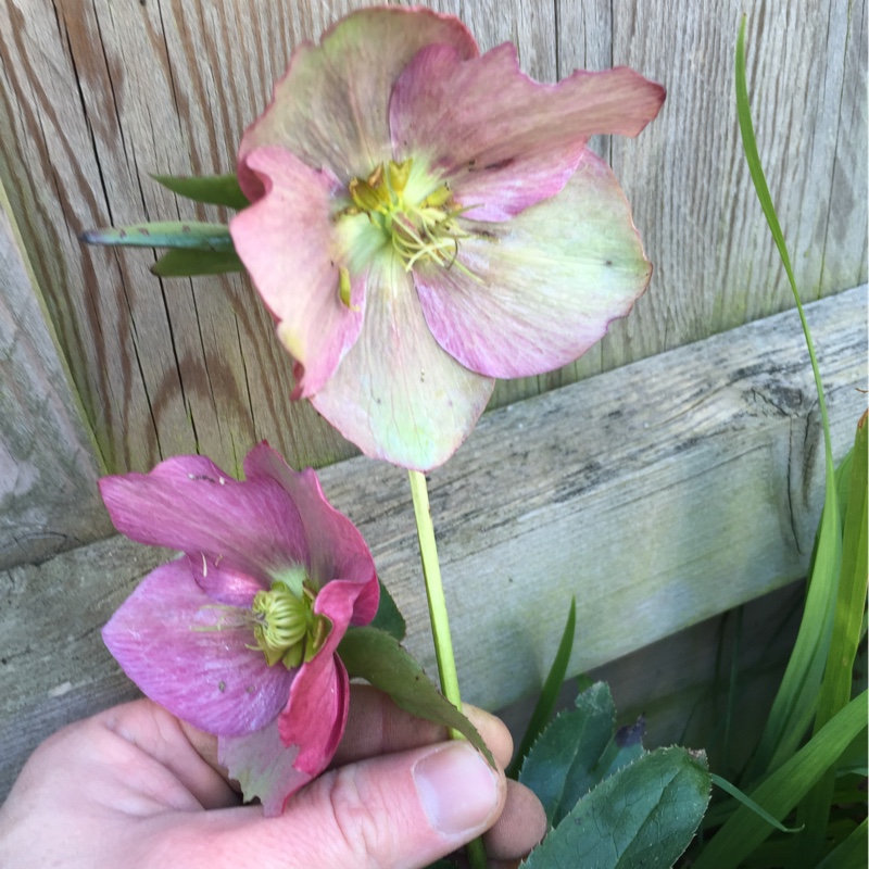 Helleborus
