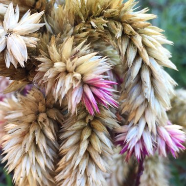 Celosia spicata 'Intenz'