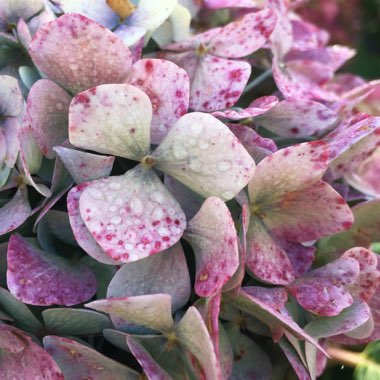 Hydrangea