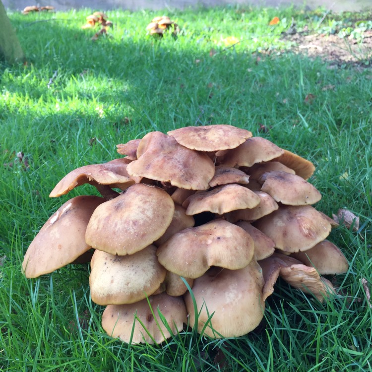 Plant image Armillaria mellea