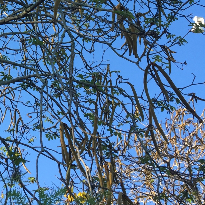 Smilax