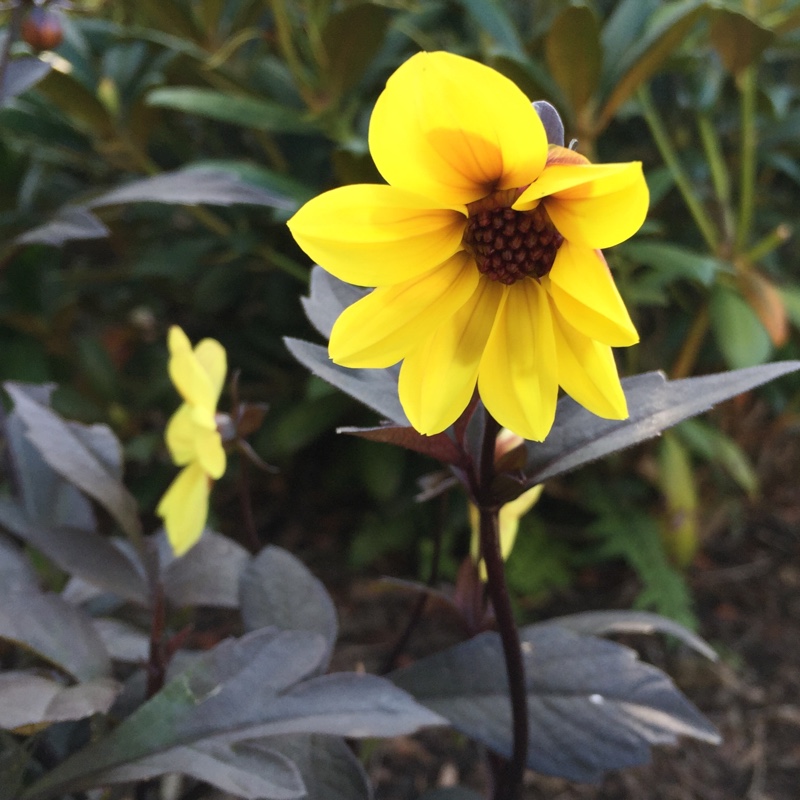Dahlia 'Knockout' syn. Dahlia 'Mystic Illusion', Dahlia 'Mystic Sun', Dahlia 'Mystic Knockout', Dahlia 'Mystic Ladies Knockout'