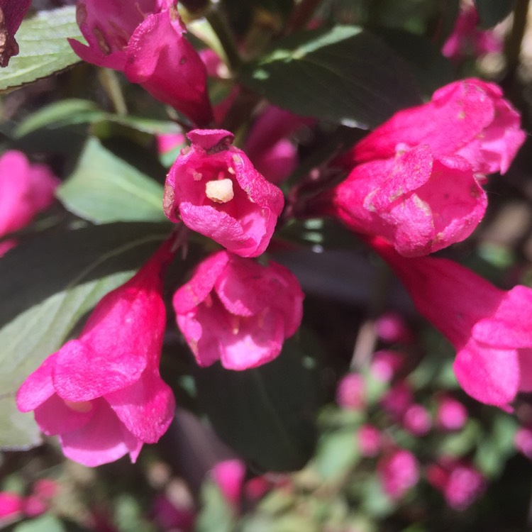 Plant image Weigela florida 'Nana Purpurea'