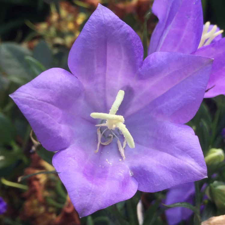 Plant image Campanula persicifolia 'Takion Blue' (Takion Series)