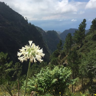 Agapanthus