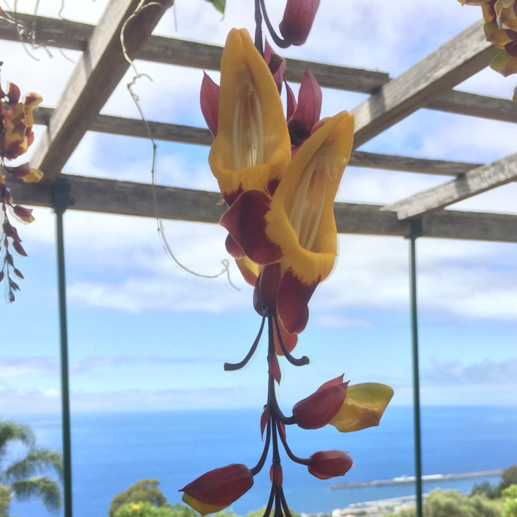 Plant image Thunbergia mysorensis