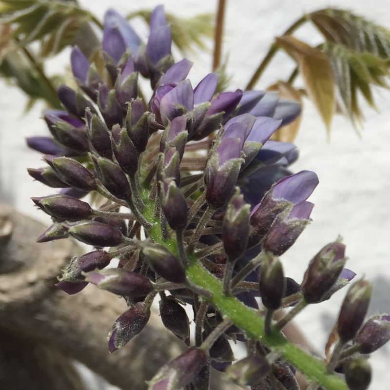 Wisteria sinensis