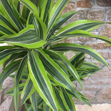 Dracaena fragrans 'Lemon Lime'