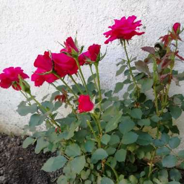 Rosa