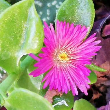 Aptenia cordifolia