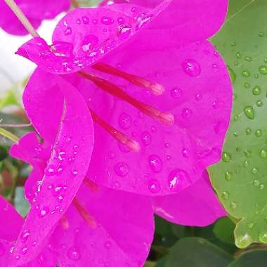 Bougainvillea