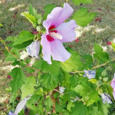 Hibiscus syriacus 'Oiseau Bleu' syn. Hibiscus syriacus 'Blue Bird'