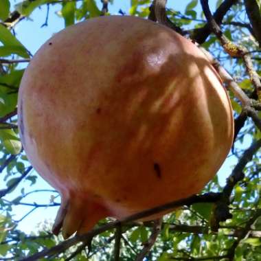 Punica granatum