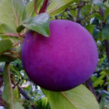 Prunus domestica
