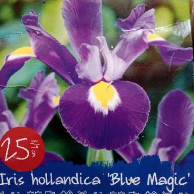 Iris x hollandica 'Blue Magic'