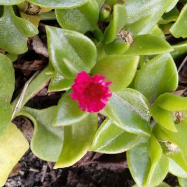 Aptenia cordifolia