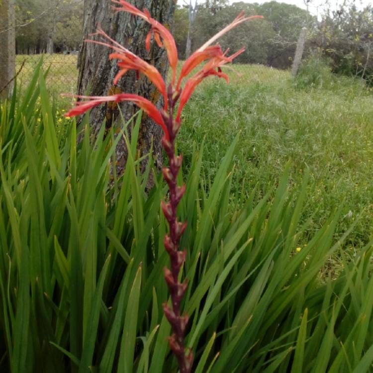 plant image 873731 plant image 873731