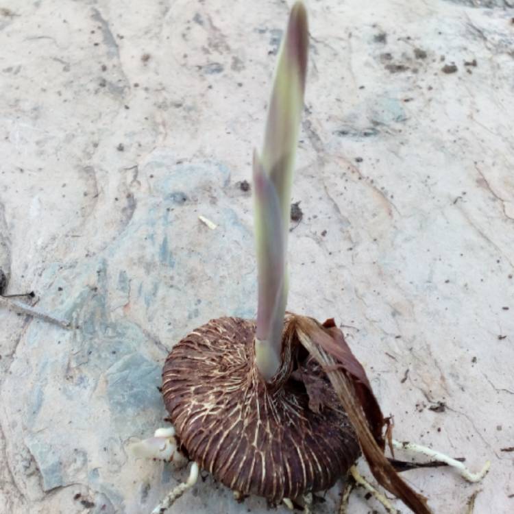 plant image 873734 plant image 873734