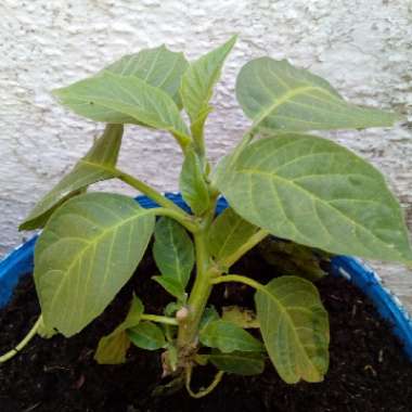 Brugmansia