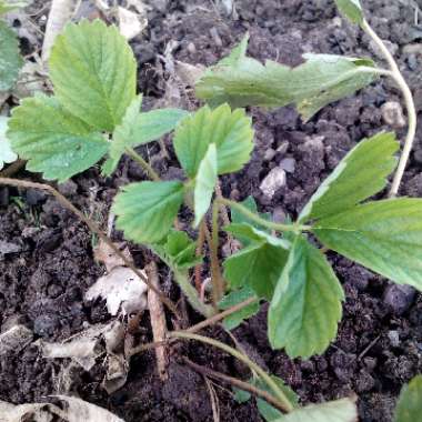 Fragaria x ananassa