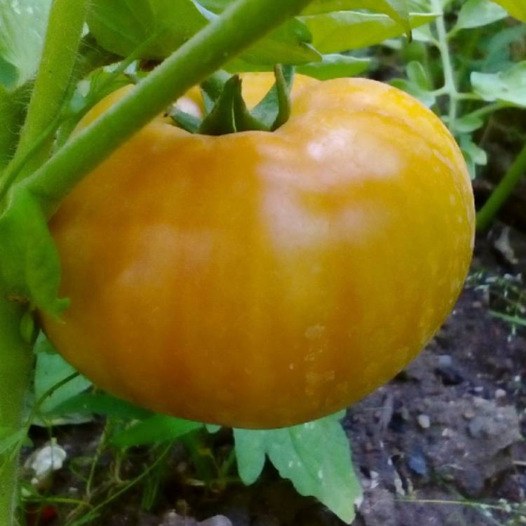 plant image 883691